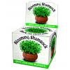 Grown your own Shamrock